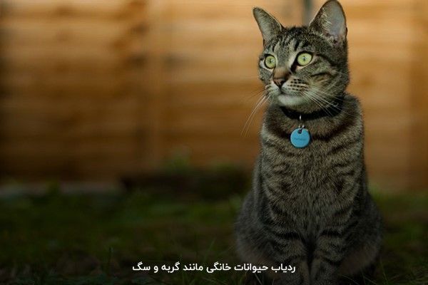 تهیه ردیاب حیوانات برای جلوگیری از گم‌شدن گربه‌های خانگی